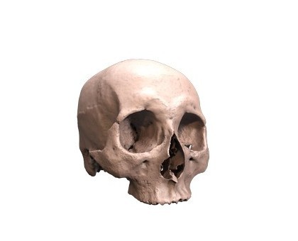 Scull, 3d models (stl)