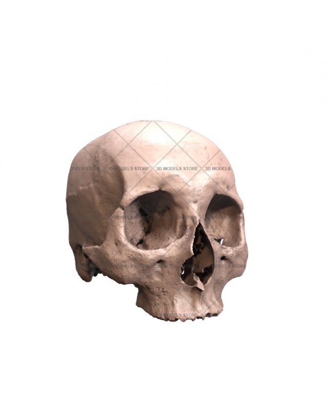 Scull, 3d models (stl)